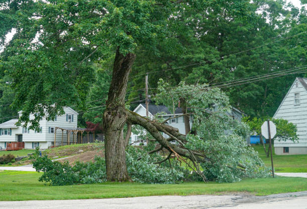 Best Emergency Storm Tree Removal  in Churchill, PA